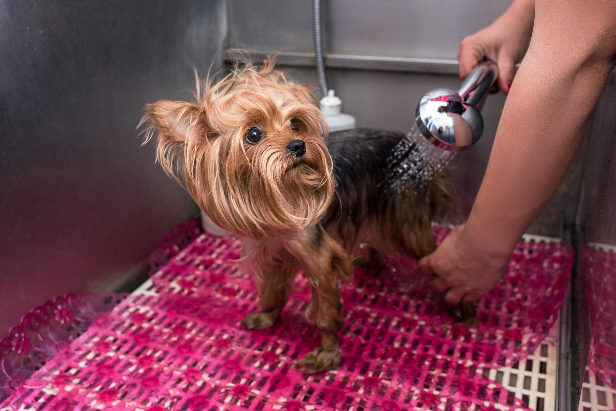 cropped shot of groomer washing scared yorkshire terrier with shower